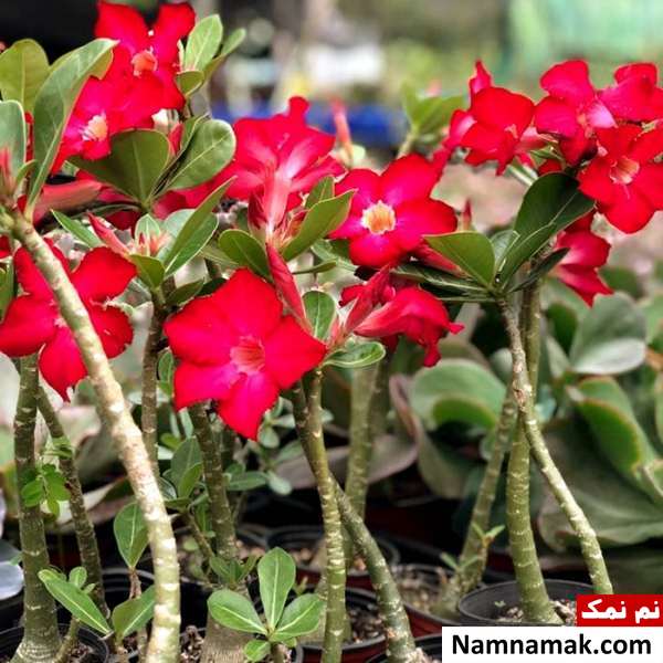 Adenium روش پرورش آدنیوم