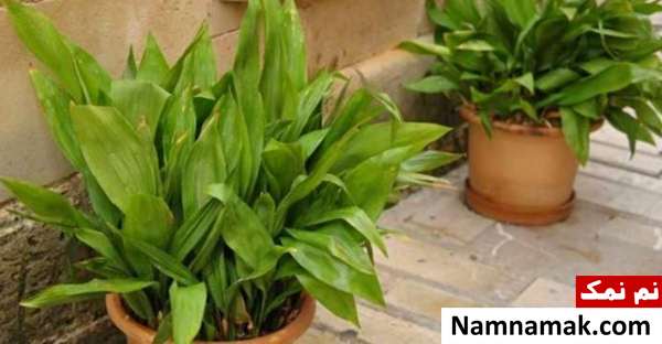 تمام آنچه باید درباره پرورش و مراقبت برگ عبایی بدانید