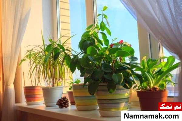 خوشبو کننده طبیعی منزل راه هایی برای خوشبو نگه داشتن خانه