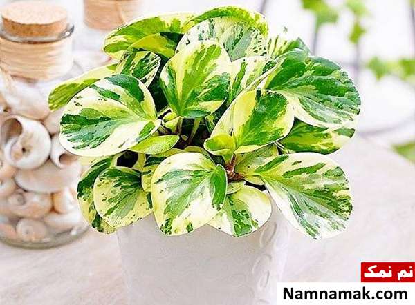 مراقبت از گیاه پپرومیا ابلق 