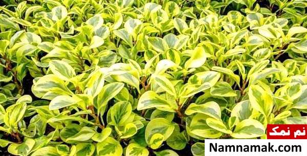 تکثیر گیاه پپرومیا ابلق