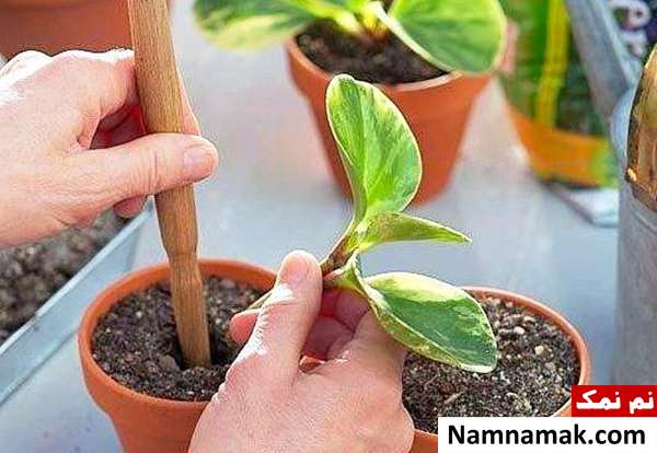  پرورش گیاه پپرومیا ابلق