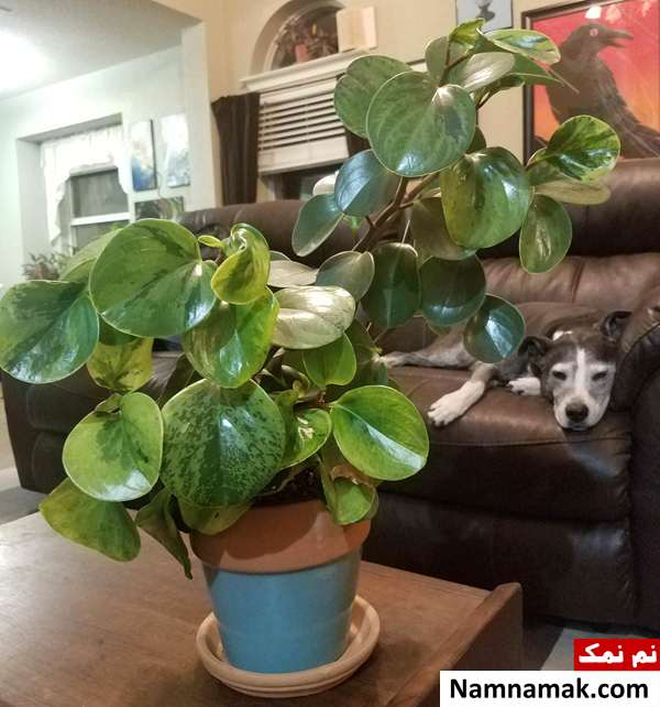 پرورش گیاه قاشقی