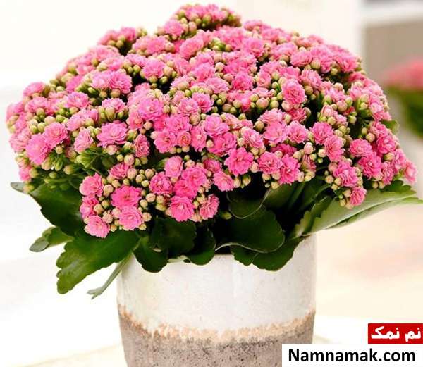 پرورش گل کالانکوا مراقبت از گل کالانکوا