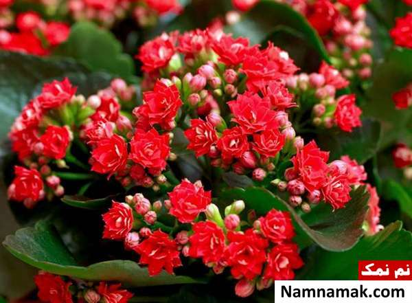 ویژگی های گل کالانکوا روش تکثیر گل کالانکوا