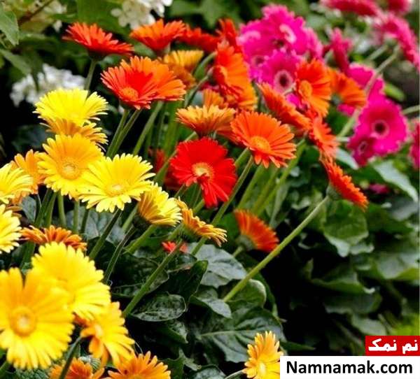 روش کاشت گل ژربرا