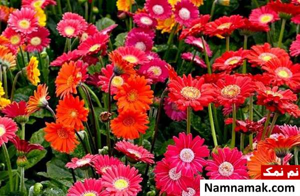 طرز تکثیر گل ژربرا