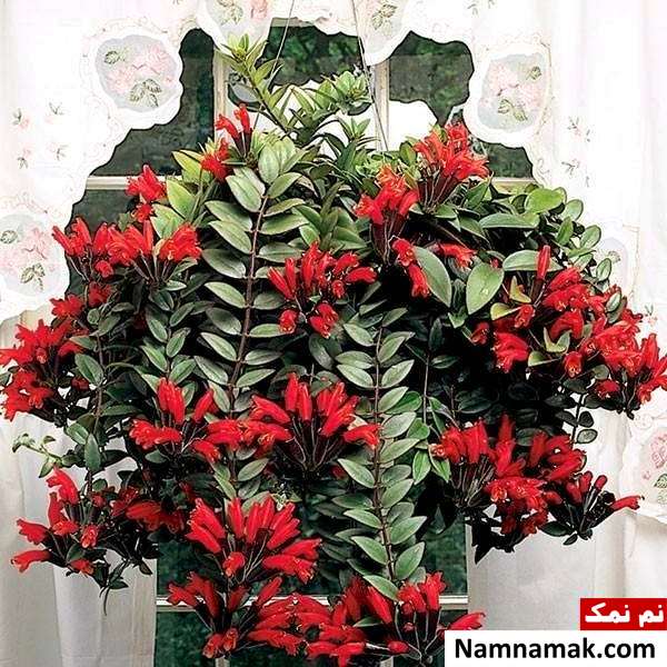 کاشت آشینانتوس شرایط نگهداری آشینانتوس