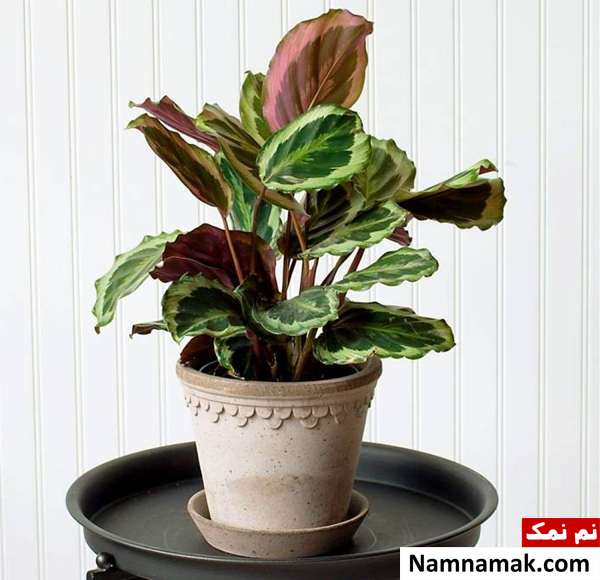 گیاه کالاتیا سه رنگ شرایط نگهداری گل کالاتیا