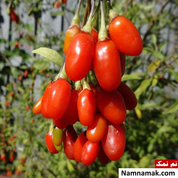 لاغری با گوجی بری