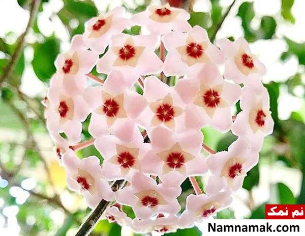مراقبت از گیاه شمعی 