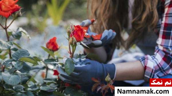 هرس گیاهان اصول هرس گیاهان آپارتمانی