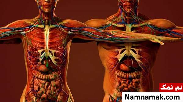 تفاوت جسمی زن و مرد چیست؟ تفاوت جسمی زن و مرد چیست؟