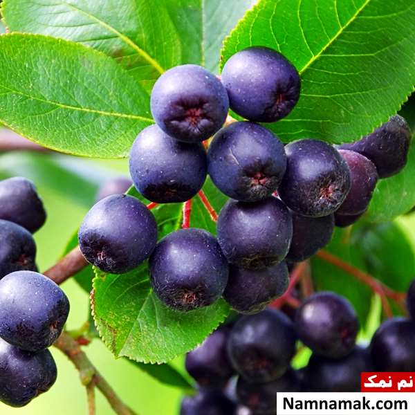 چوکوبری