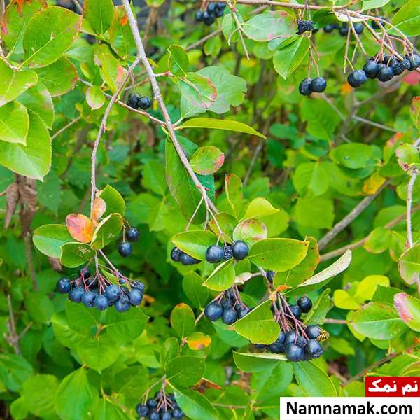 انگورک گلوگیر سرخ انگورک گلوگیر