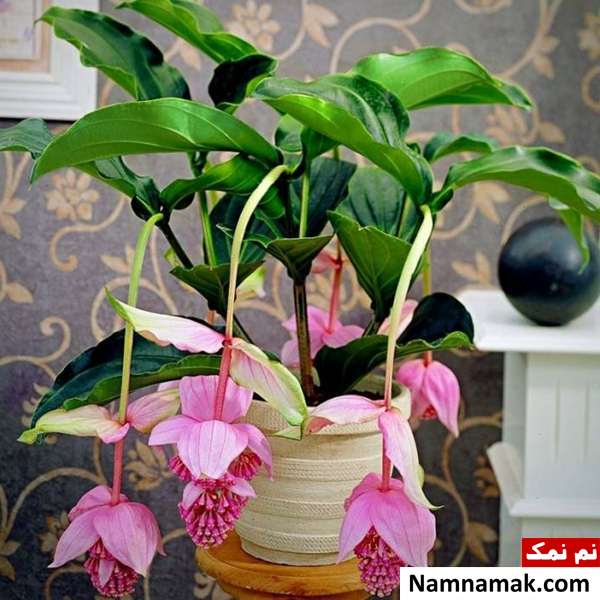 رشد گیاه خوشه آویز