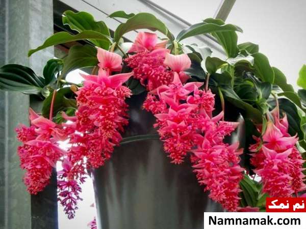 راهنمای نگهداری و پرورش گل خوشه آویز