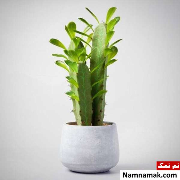 نگهداری گیاه افوربیا تریگونا