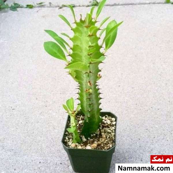 برای مقابله با آفات گیاه افوربیا تریگونا