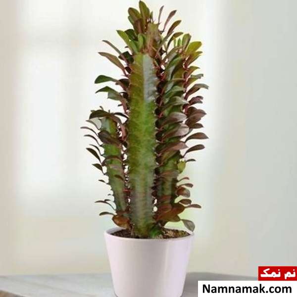 راه های مراقبت و پرورش گیاه افوربیا تریگونا