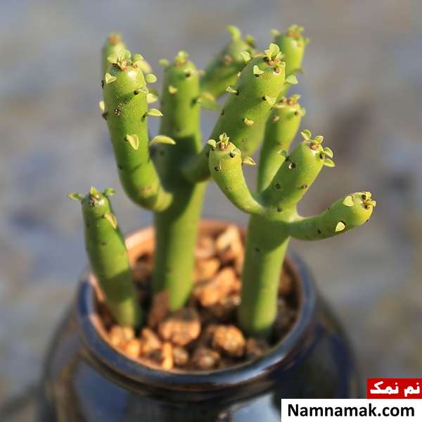 افوربیا تیروکالی ( درخت مدادی ) افوربیا تیروکالی یا درخت مدادی و نحوه مراقبت ، پرورش و تکثیر آن
