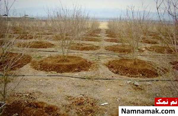 طریقه چالکود درختان