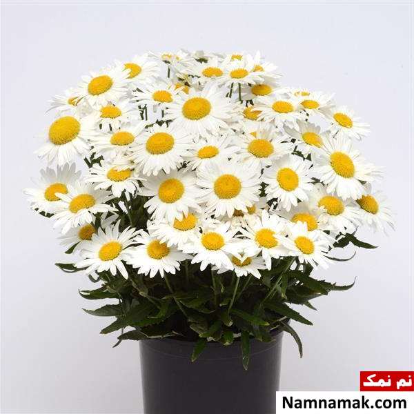 گل مینا سفید نحوه کاشت گل مینا