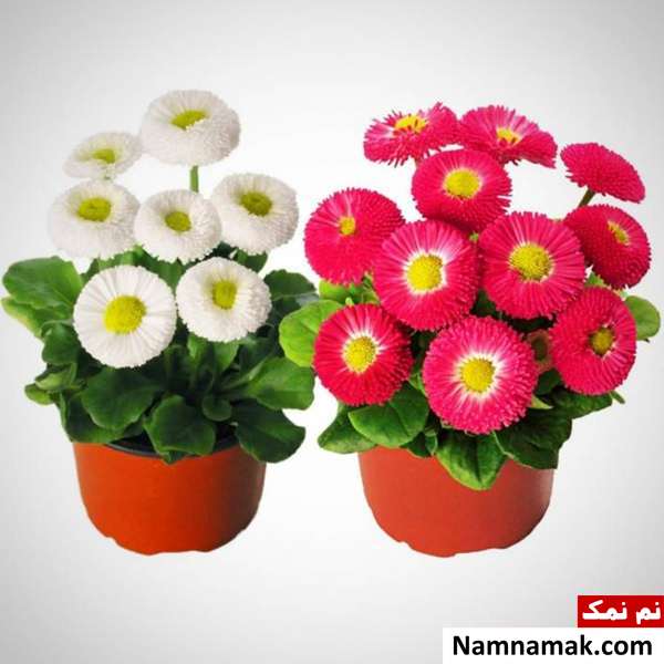 گل مینا نگهداری و پرورش گل مینای چمنی