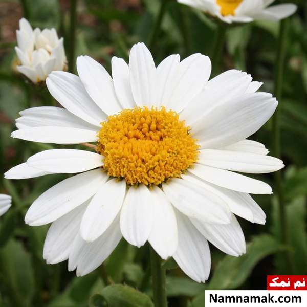 خاک گل مینا طرز نگهداری گل مینا
