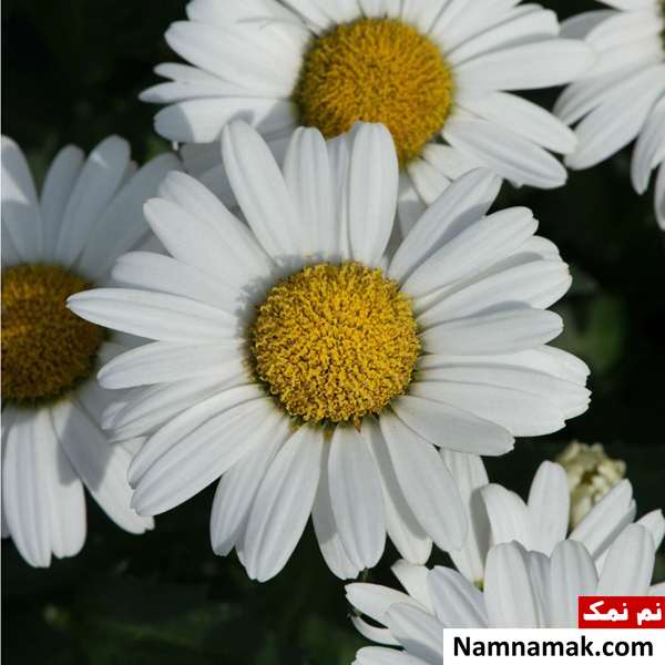پرورش گل مینا نحوه پرورش و نگهداری از گل مینا