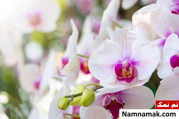 انواع گل ارکیده طرز نگهداری گل ارکیده در آپارتمان