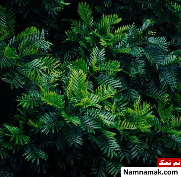 معرفی انواع گیاه سرخس