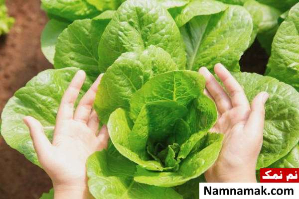 کاهو ساخت شیرپاک کن گیاهی برای صورت با کاهو