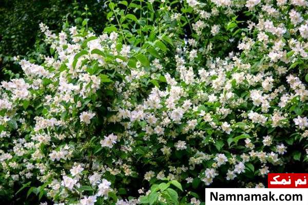 نحوه پرورش گل یاس رازقی