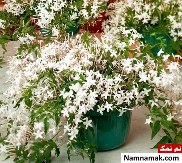 نگهداری گل یاس رازقی در آپارتمان