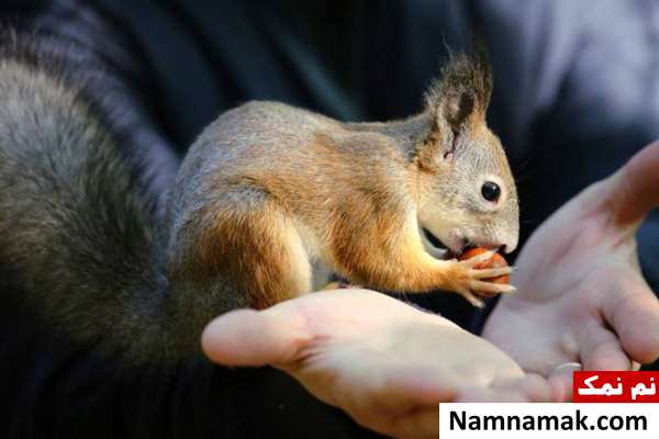 نگهداری سنجاب اصول و شرایط نگهداری سنجاب در خانه