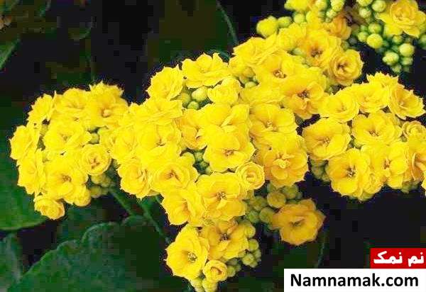 کود دهی کالانکوئه مراقبت از گیاه کالانکوئه
