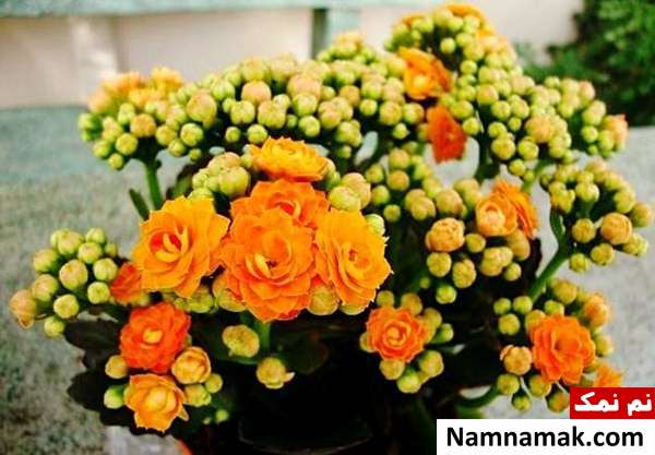 گیاه کالانکوئه پرورش گیاه کالانچوئه