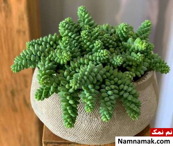 کاشت سدوم مورگانیانوم 