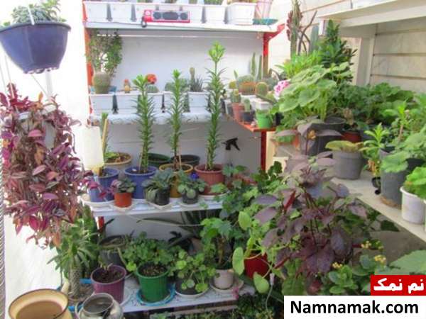 اصول نگهداری گل و گیاه