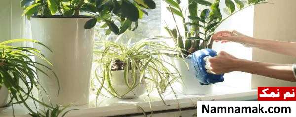 نکات نگهداری گل و گیاه