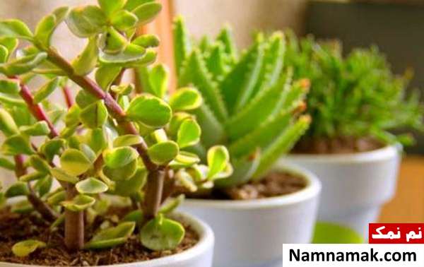 آموزش نگهداری گل و گیاه