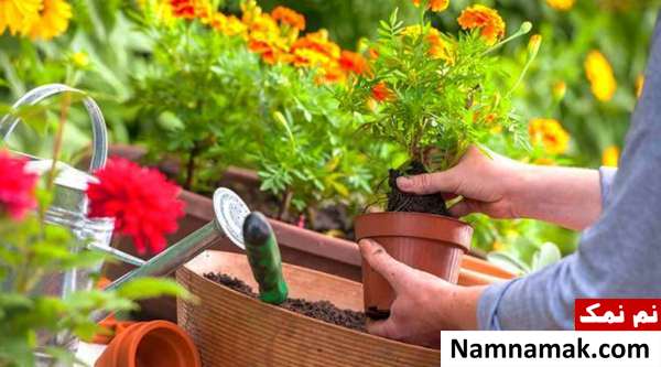ایده هایی برای نگهداری صحیح از گل و گیاه