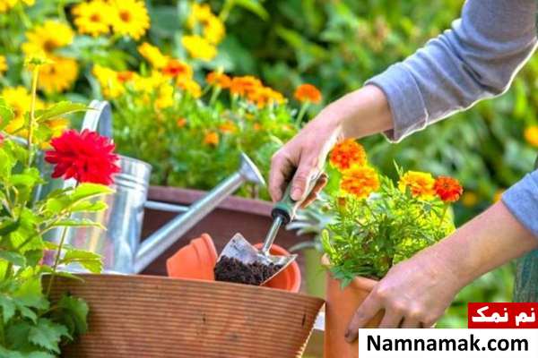 ایده هایی جالب برای مراقبت از گل و گیاه