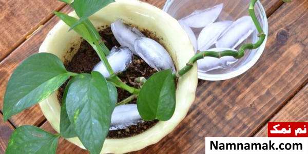 استفاده از یخ در گلدان کاربردهای متفاوت یخ