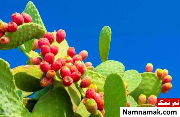 نگهداری کاکتوس انجیر تیغی