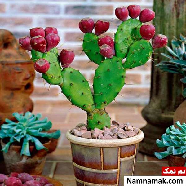 تعویض گلدان کاکتوس