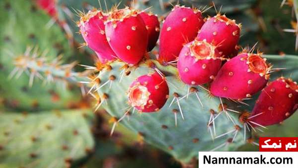 راه های نگهداری و پرورش کاکتوس انجیر تیغی