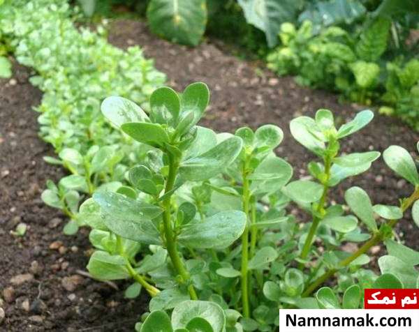 گیاه خرفه مزایای گیاه خرفه