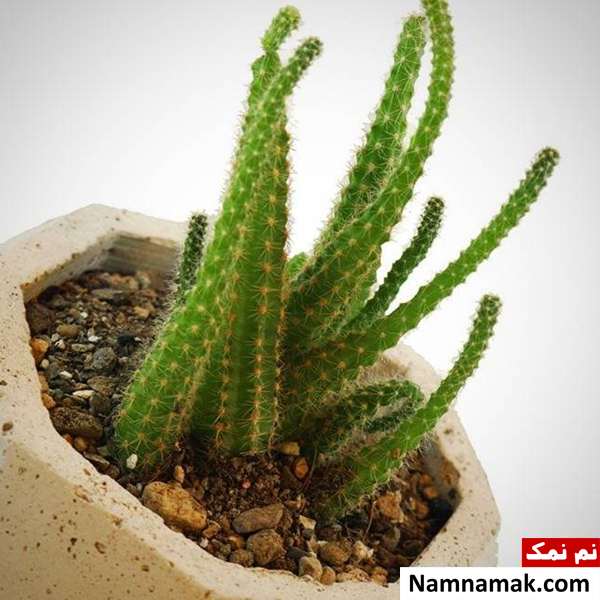 نحوه کوددهی کاکتوس اصول کوددهی صحیح کاکتوس